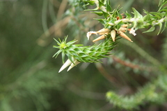 Woollsia pungens, photograph (c) O.Neate, some rights reserved (CC BY-SA)