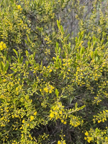Mallee Wattle