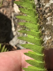 Polystichum imbricans imbricans