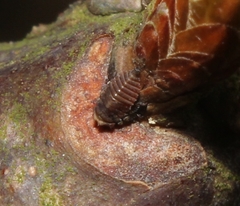Telamonini