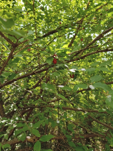 Cornelian cherry