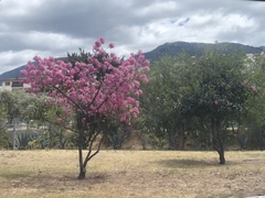 Chionanthus pubescens