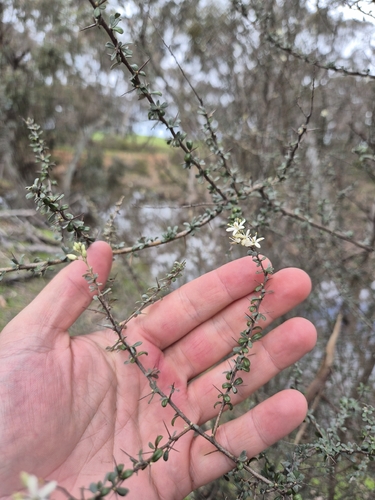 hairy Bursaria