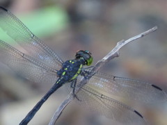 Agrionoptera longitudinalis biserialis
