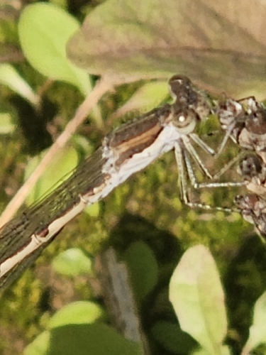 Common Winter Damselfly