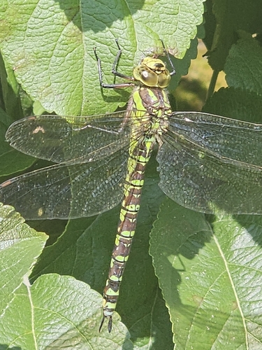 Southern Hawker