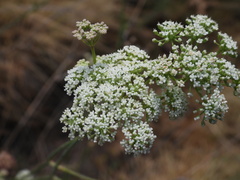 Seseli montanum, photograph (c) Yves Bas, some rights reserved (CC BY)