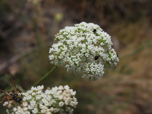 Seseli montanum, photograph 2