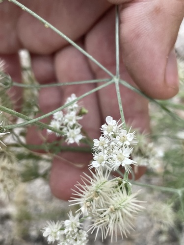 Astrodaucus orientalis, photograph 1