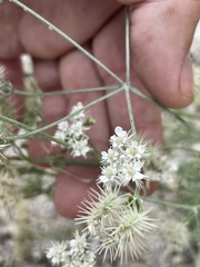 Astrodaucus orientalis