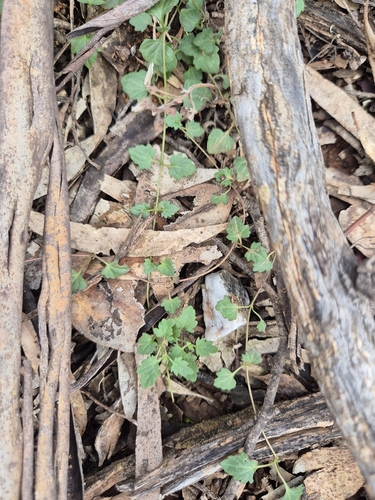 Australian Speedwell