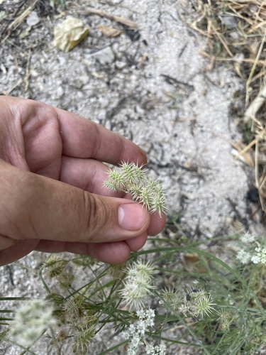 Astrodaucus orientalis, photograph 2