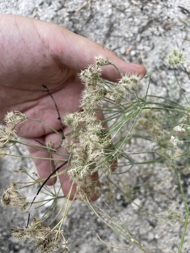 Astrodaucus orientalis, photograph 3