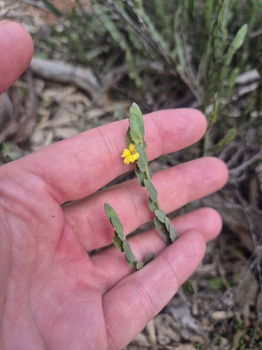 Goodenia benthamiana
