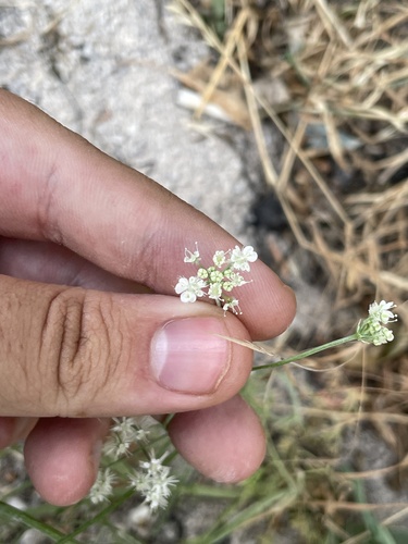 Astrodaucus orientalis, photograph 4