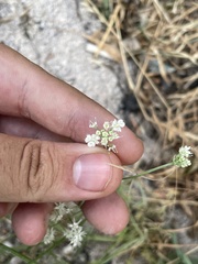 author not stated, no rights reserved Astrodaucus orientalis, photograph author not stated, no rights reserved