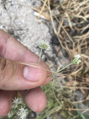Astrodaucus orientalis, photograph 5