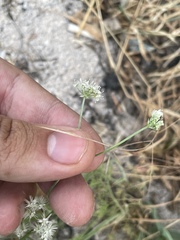 author not stated, no rights reserved Astrodaucus orientalis, photograph author not stated, no rights reserved