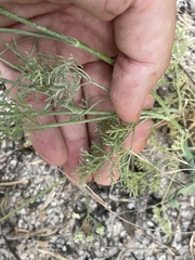 Astrodaucus orientalis, photograph author not stated, no rights reserved