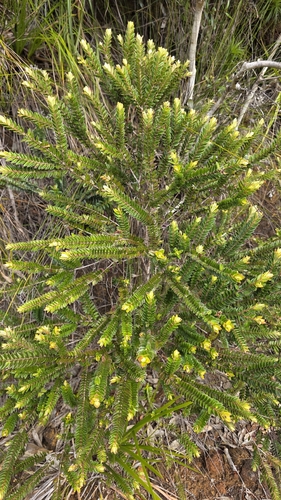 Metrosideros operculata (Metrosideros operculata)