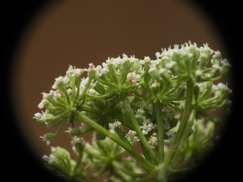 Seseli montanum
