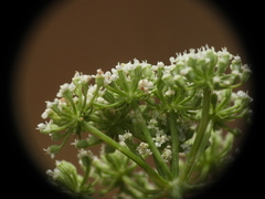 Seseli montanum