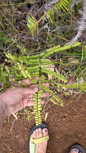 Lindsaea nervosa observed 2026-08-19
