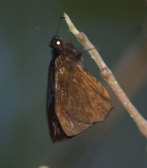 Ephyriades arcas