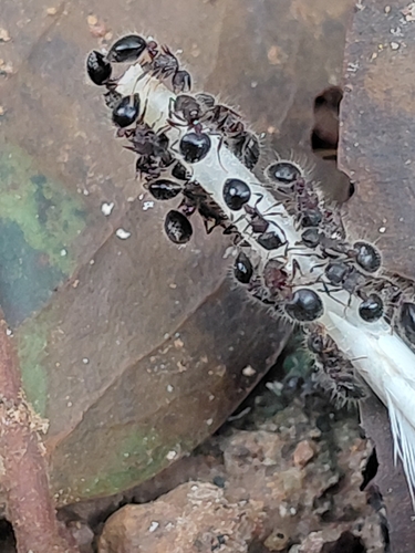 Bicolored Shield Ant