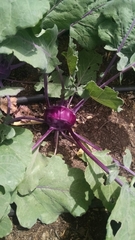Brassica oleracea gongylodes
