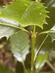 Osmanthus