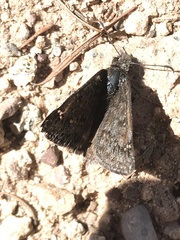 Erynnis telemachus