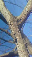 Sceloporus horridus