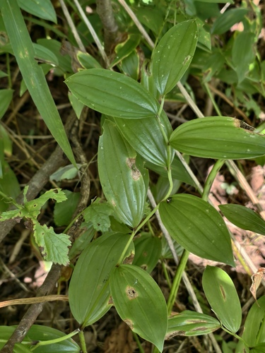 Disporum viridescens, 2026-08-21