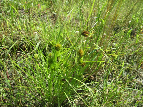 Carex bohemica, photograph 6
