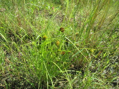 Carex bohemica, photograph author not stated, no rights reserved