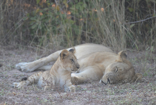 Southern Lion