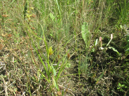 Carex bohemica, photograph 4
