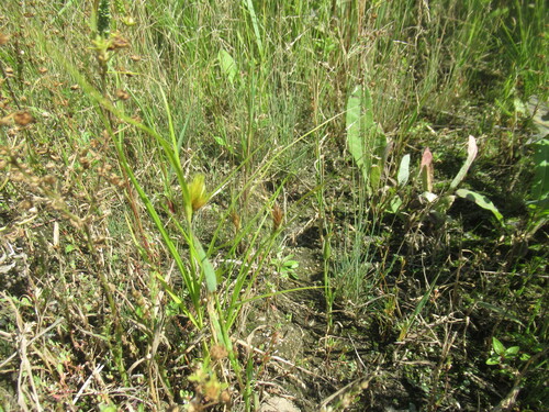 Carex bohemica, photograph 3