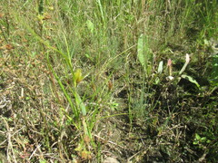 Carex bohemica, photograph author not stated, no rights reserved
