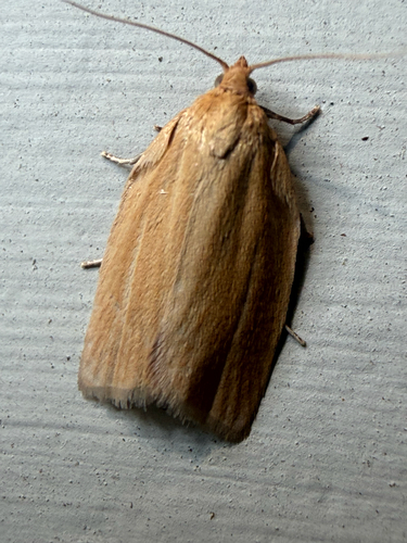 Clemens' Clepsis Moth (Clepsis clemensiana)