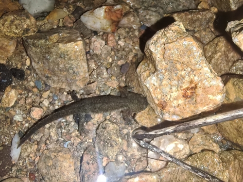 Gensan Salamander