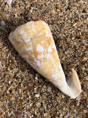 Conus amadis observed 2026-08-21
