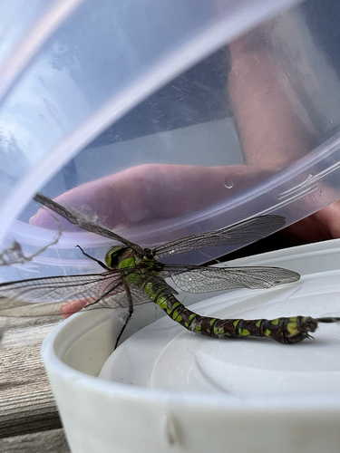 Southern Hawker
