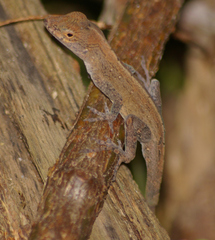 Anolis cristatellus cristatellus