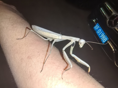 European Mantis