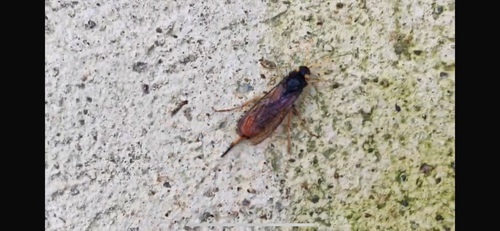 Giant Woodwasp