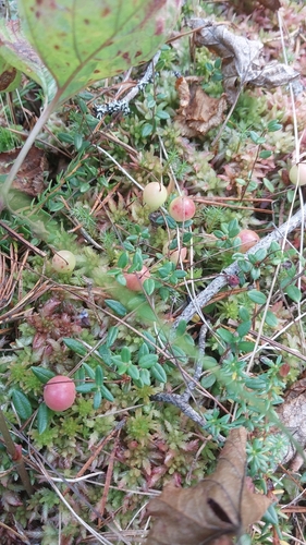 bog cranberry