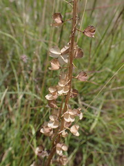 Muscari comosum, photograph (c) Salza Palpurina, some rights reserved (CC BY)