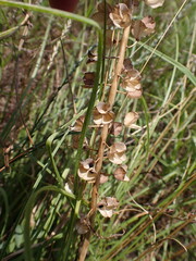 Muscari comosum, photograph (c) Salza Palpurina, some rights reserved (CC BY)